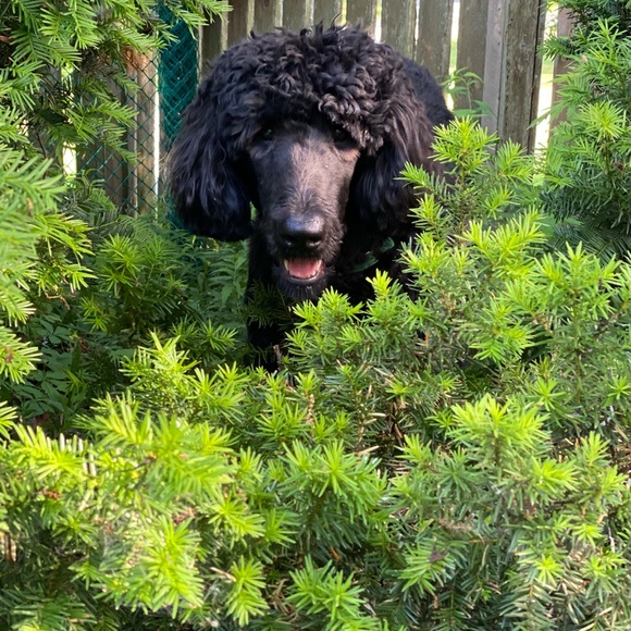 Meet your Posher, Marcella - Picture 1 of 1